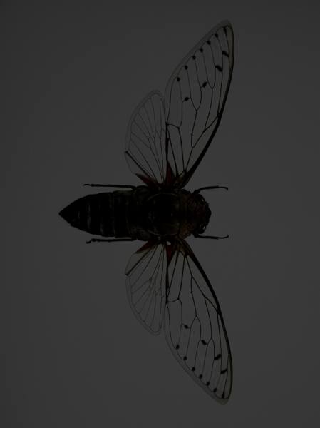 Photograph Jonathan Knowles Cicada on One Eyeland